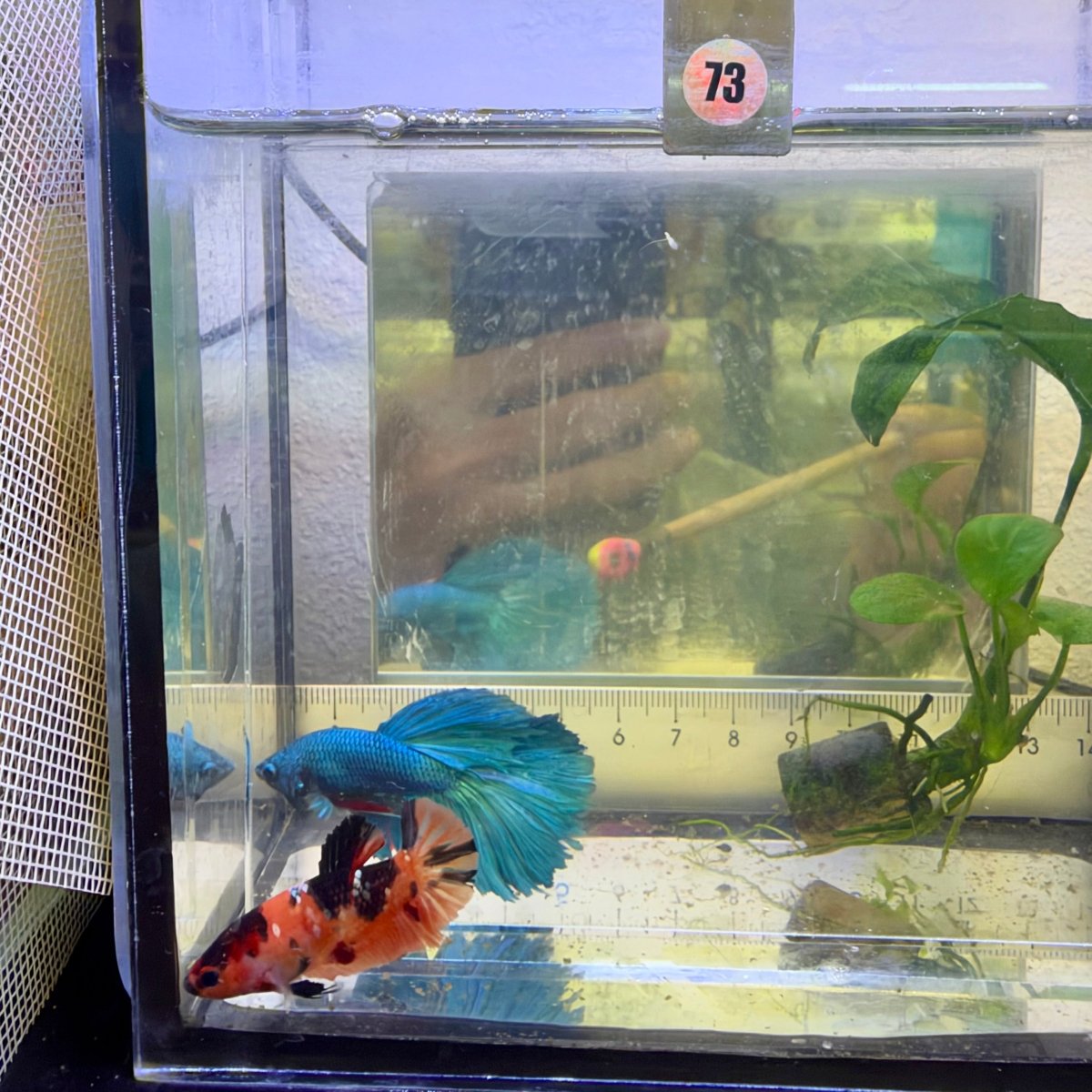 Betta hembra Plakat Orange Candy #060