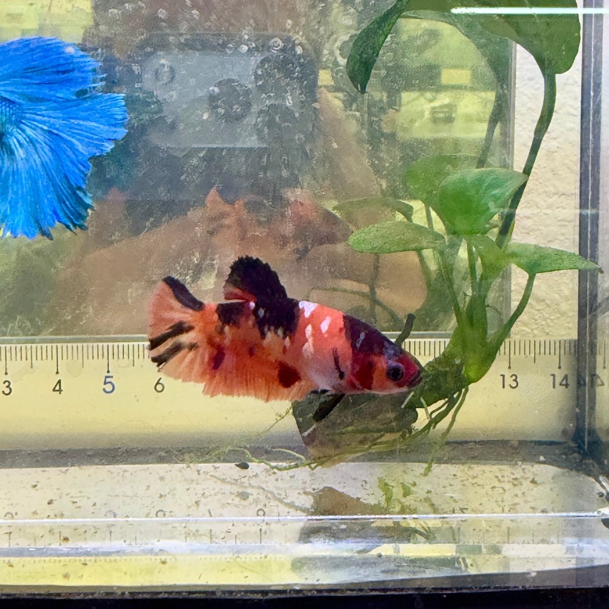 Betta hembra Plakat Orange Candy #060