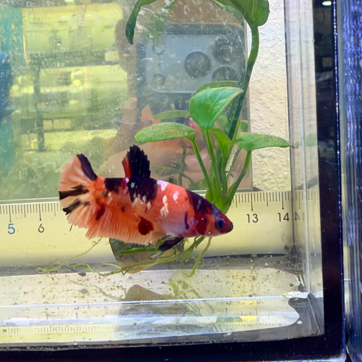 Betta hembra Plakat Orange Candy #060