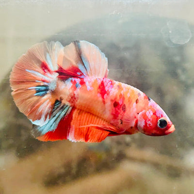 Plakat Nemo Galaxy Male Betta 052