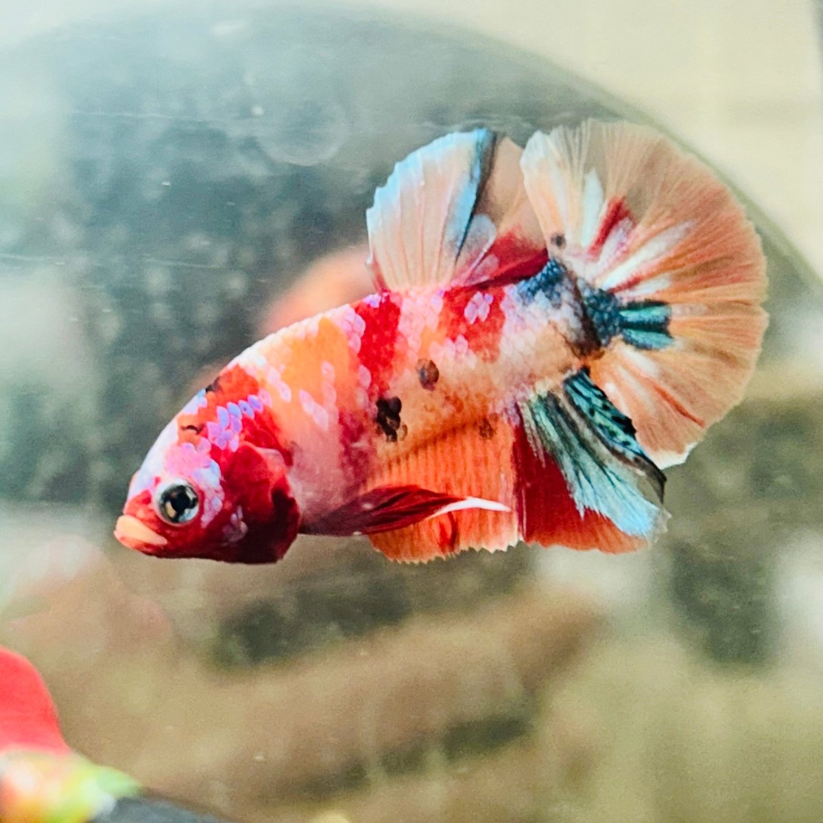 Plakat Nemo Galaxy Male Betta 052