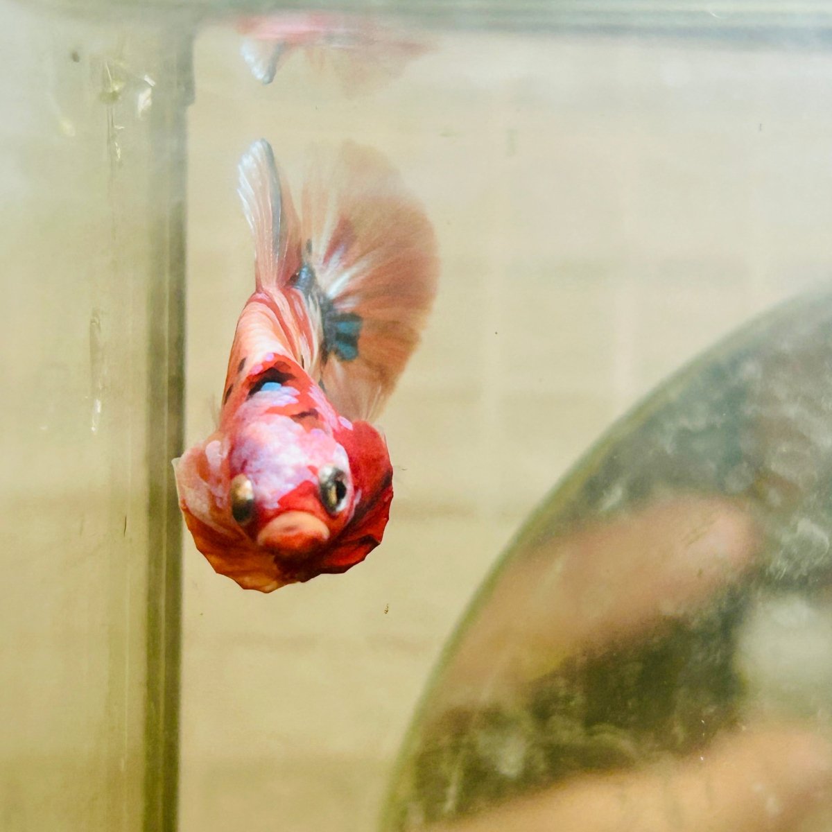 Plakat Nemo Galaxy Male Betta 052