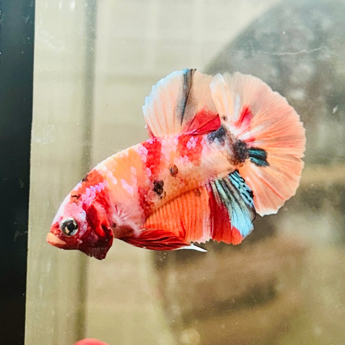 Plakat Nemo Galaxy Male Betta 052