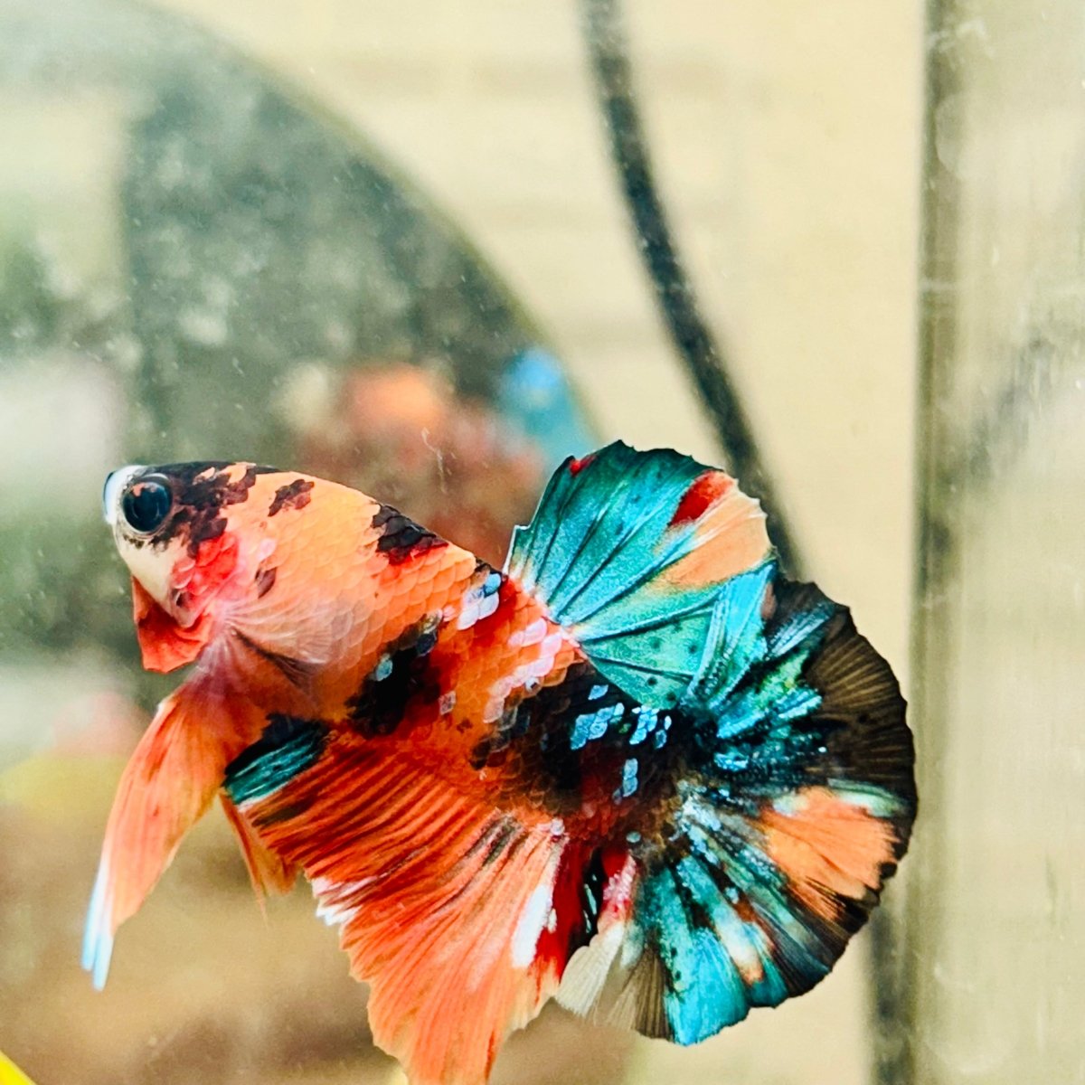 Plakat Nemo Galaxy Male Betta 089