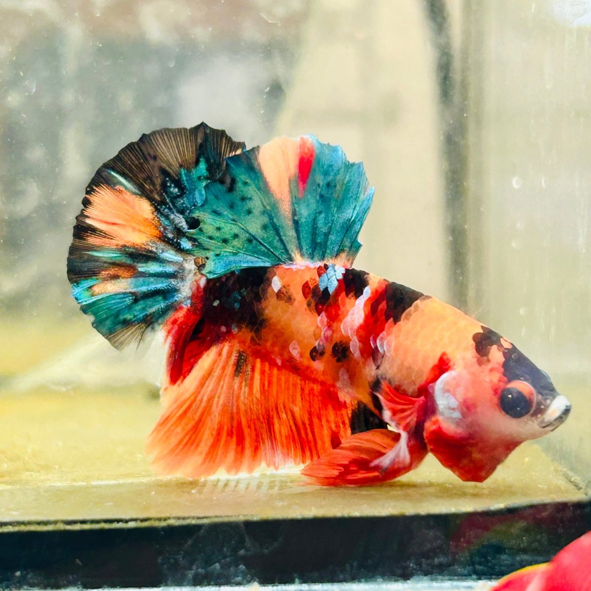 Plakat Nemo Galaxy Male Betta 089