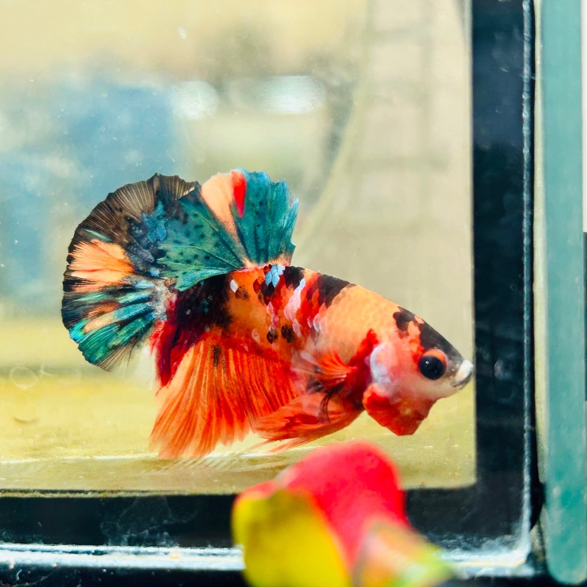 Plakat Nemo Galaxy Male Betta 089