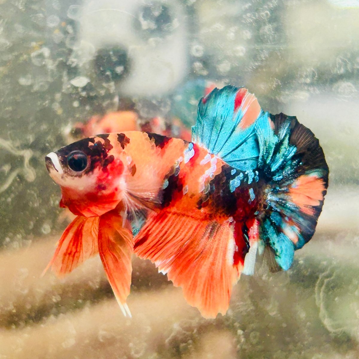Plakat Nemo Galaxy Male Betta 089