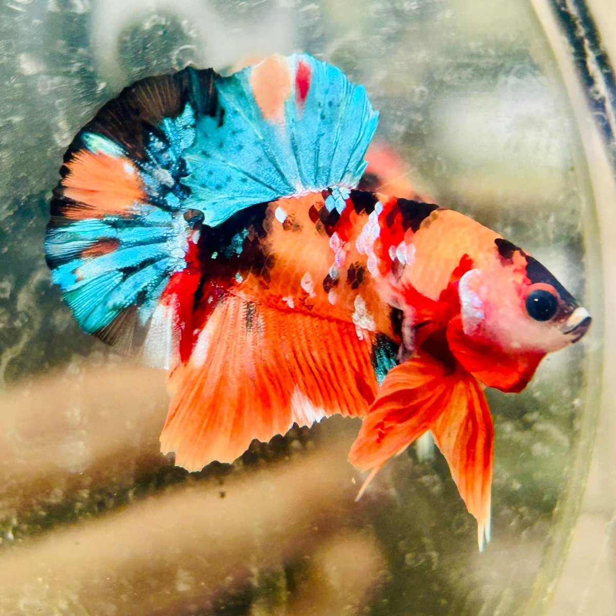 Plakat Nemo Galaxy Male Betta 089