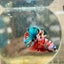 Plakat Nemo Galaxy Male Betta 141