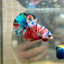 Plakat Nemo Galaxy Male Betta 141