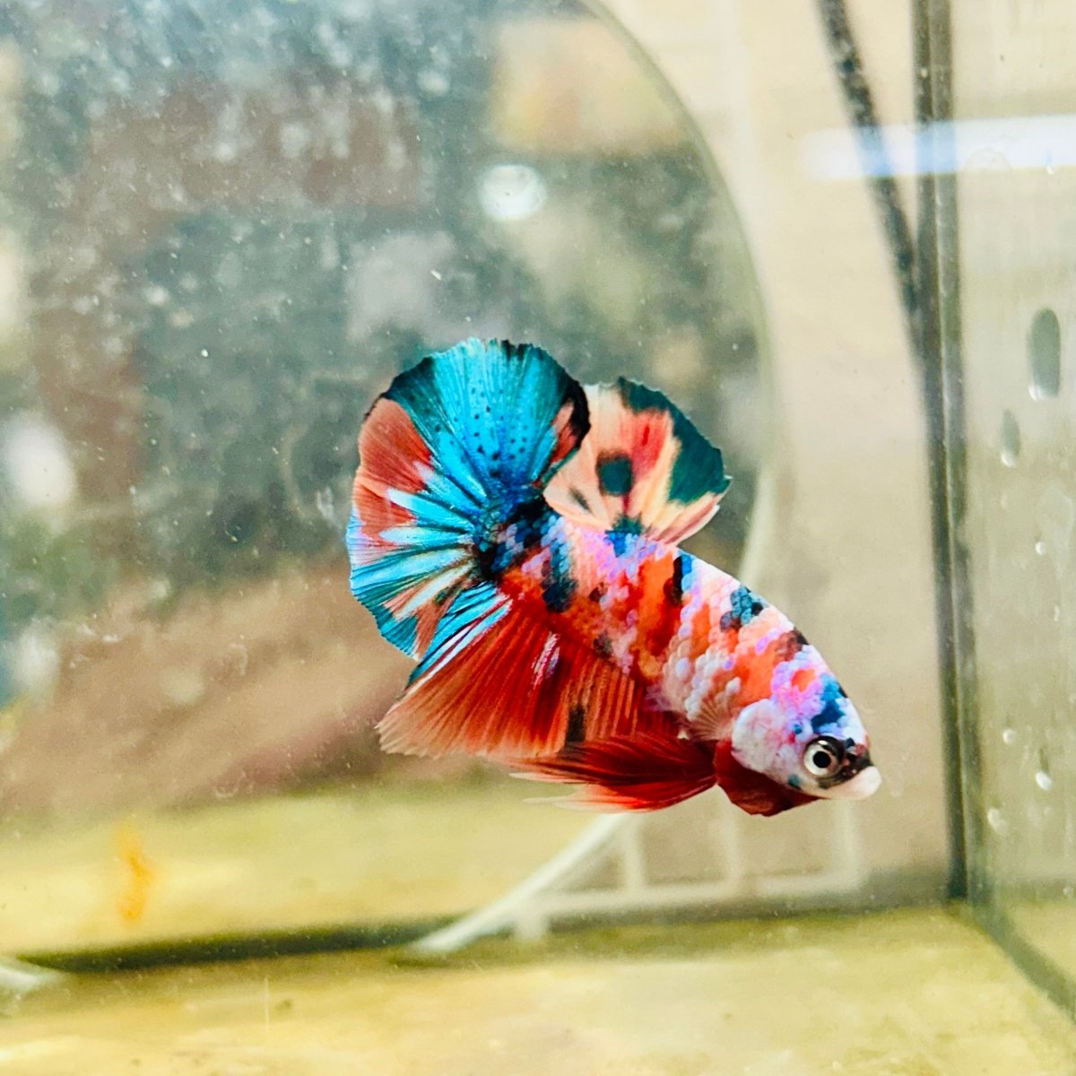 Plakat Nemo Galaxy Male Betta 141