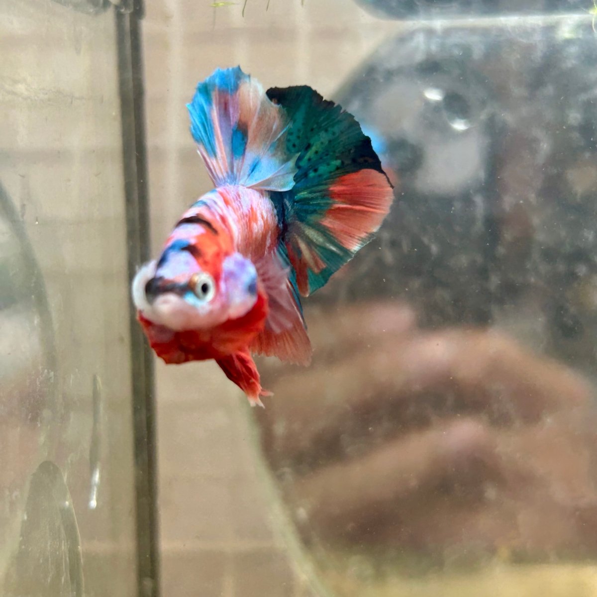 Plakat Nemo Galaxy Male Betta 141