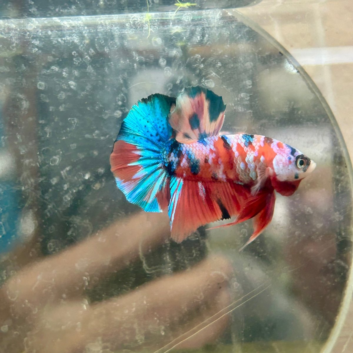 Plakat Nemo Galaxy Male Betta 141