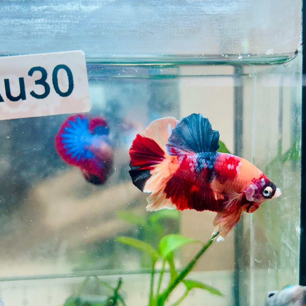 Plakat Nemo Galaxy Male Betta #Au30