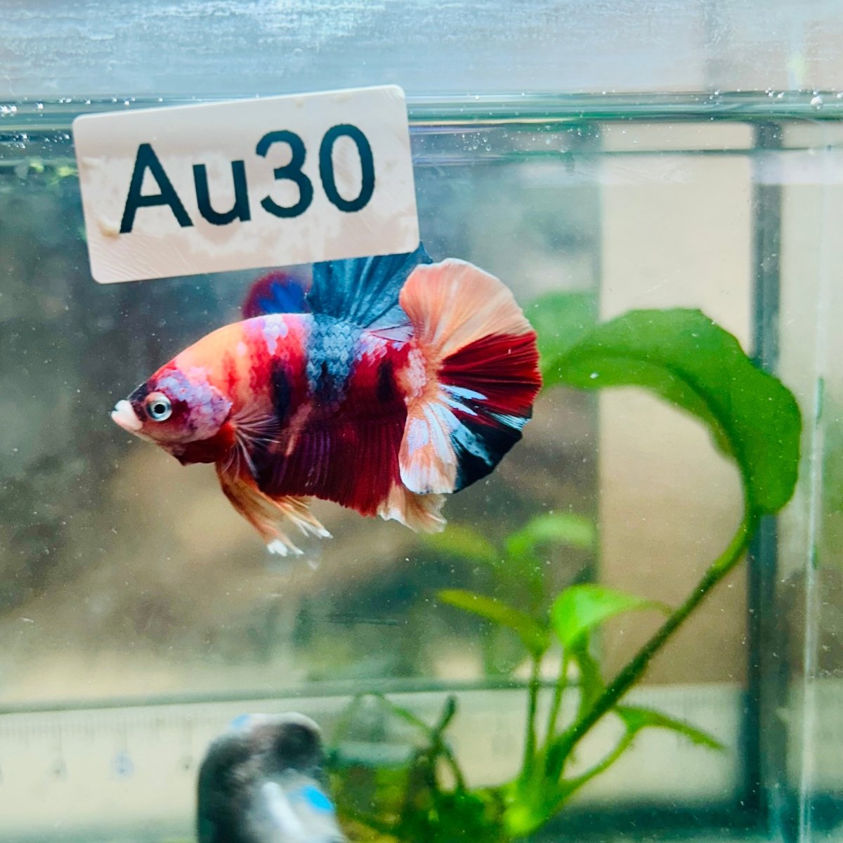 Plakat Nemo Galaxy Male Betta #Au30