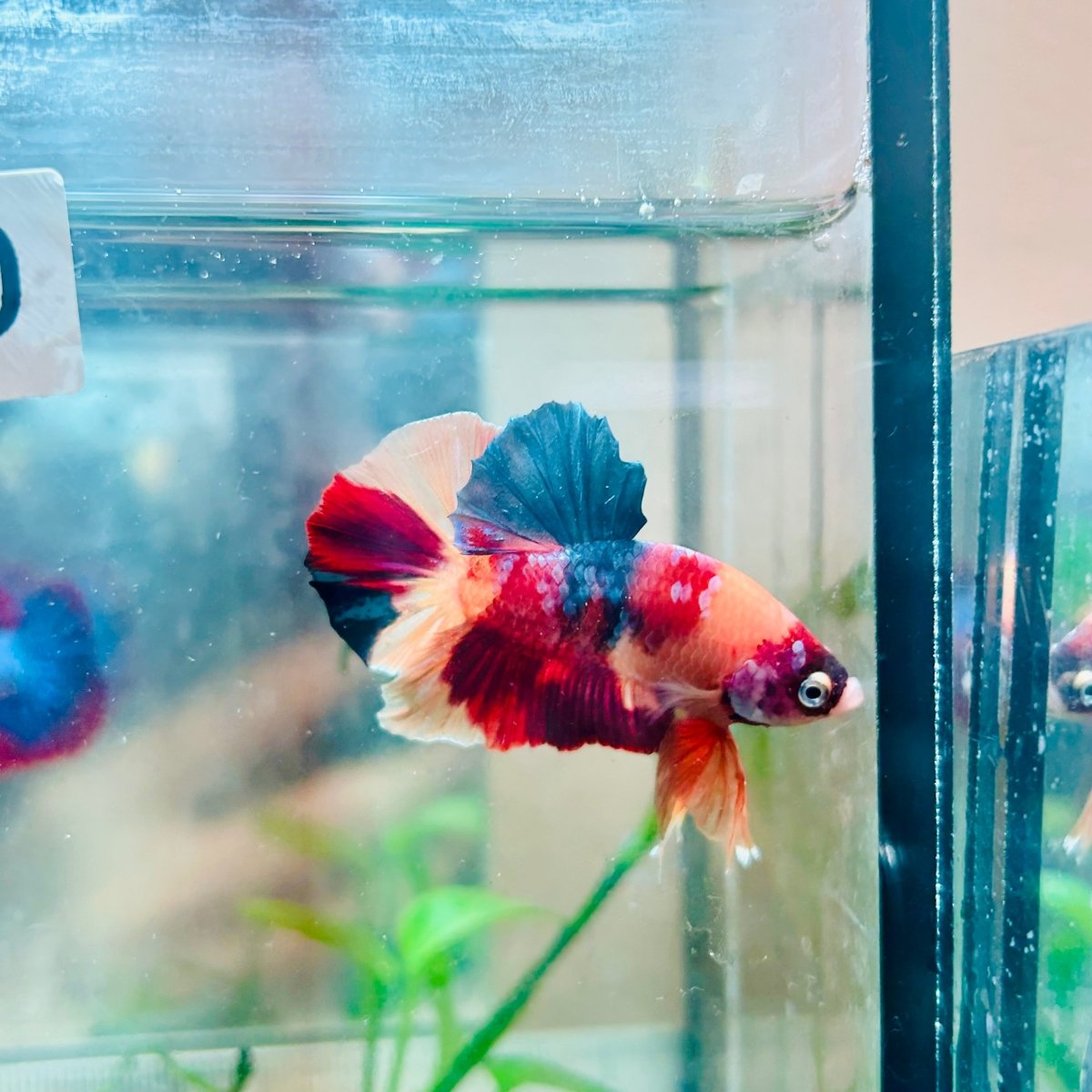 Plakat Nemo Galaxy Male Betta #Au30