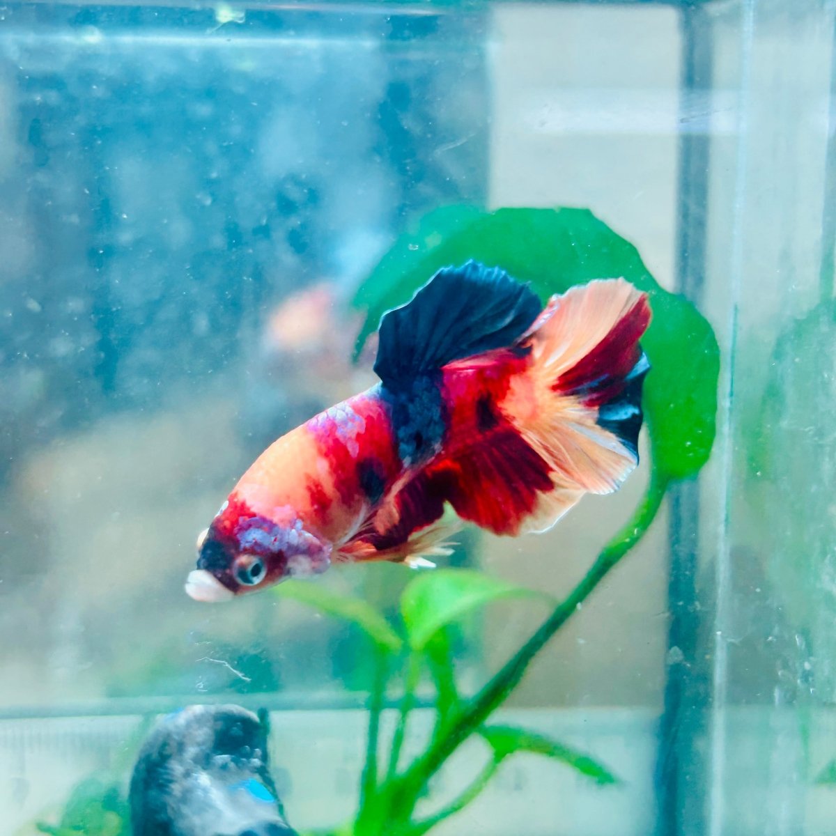 Plakat Nemo Galaxy Male Betta #Au30