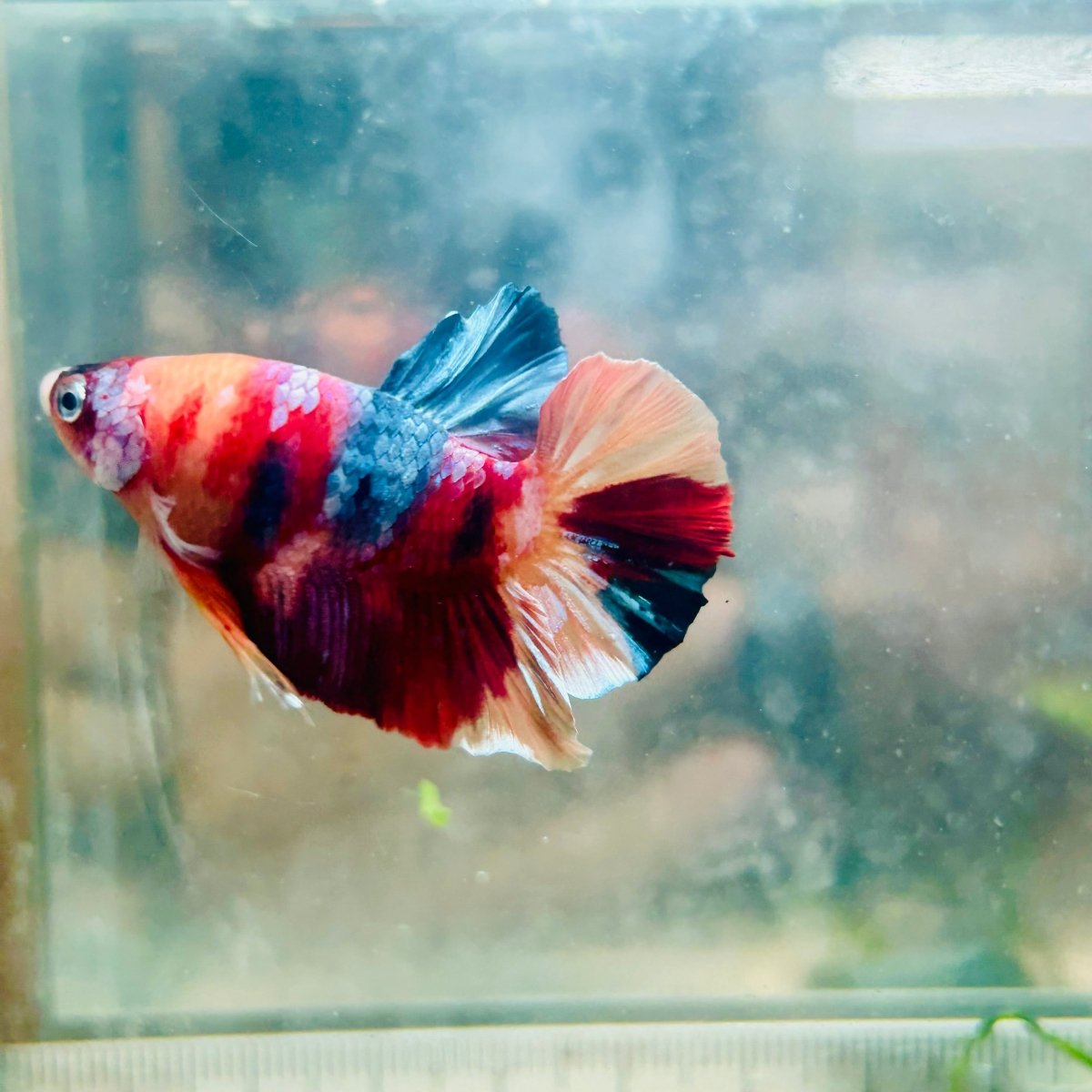 Plakat Nemo Galaxy Male Betta #Au30