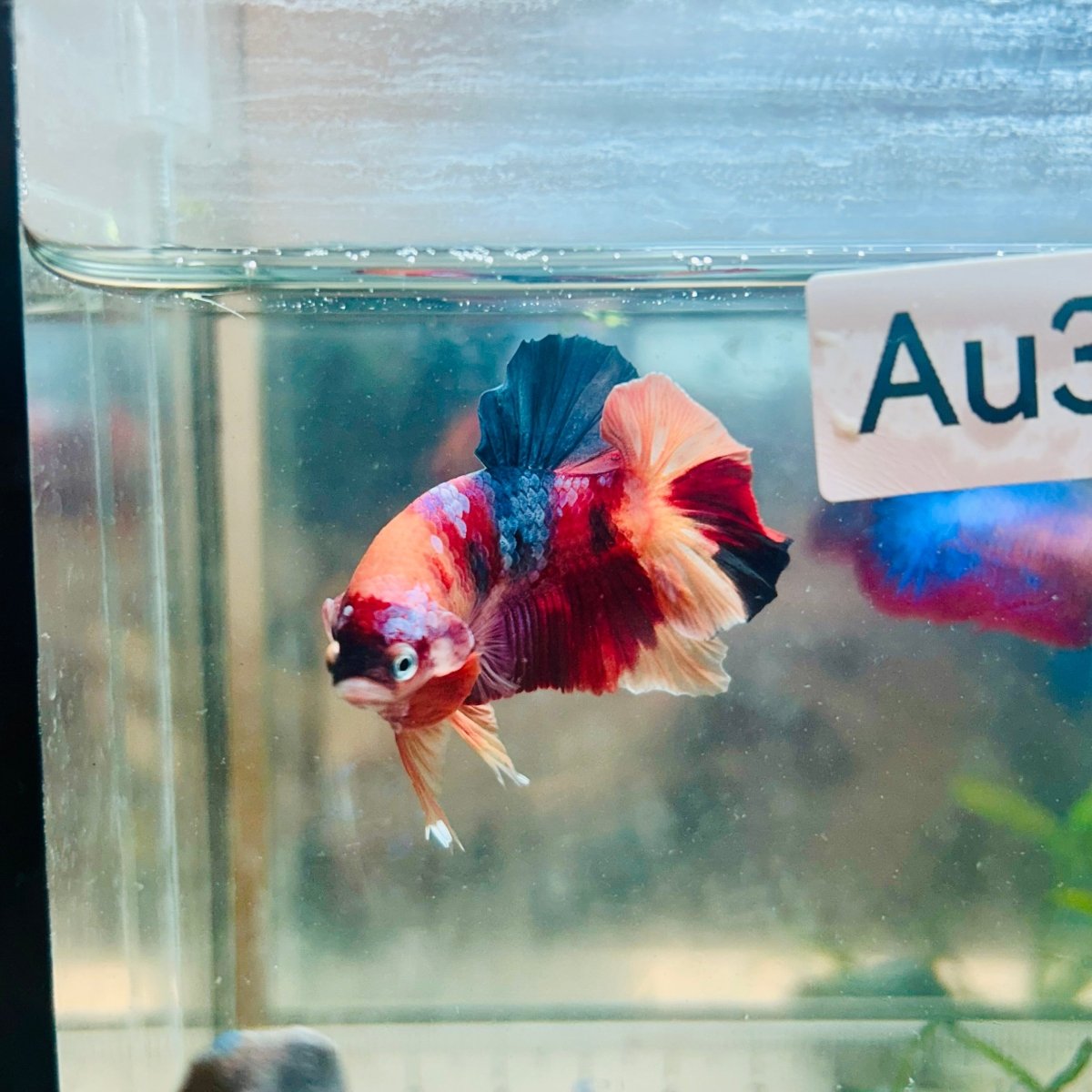 Plakat Nemo Galaxy Male Betta #Au30