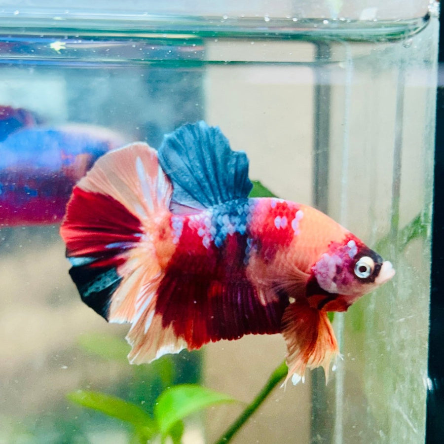 Plakat Nemo Galaxy Male Betta Au30 Male betta