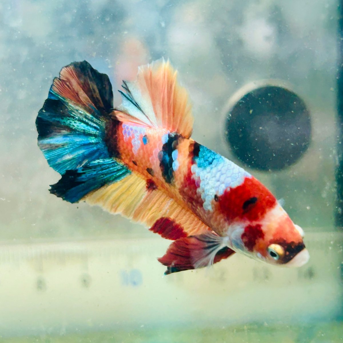 Póster de Betta macho Nemo Galaxy #Au44