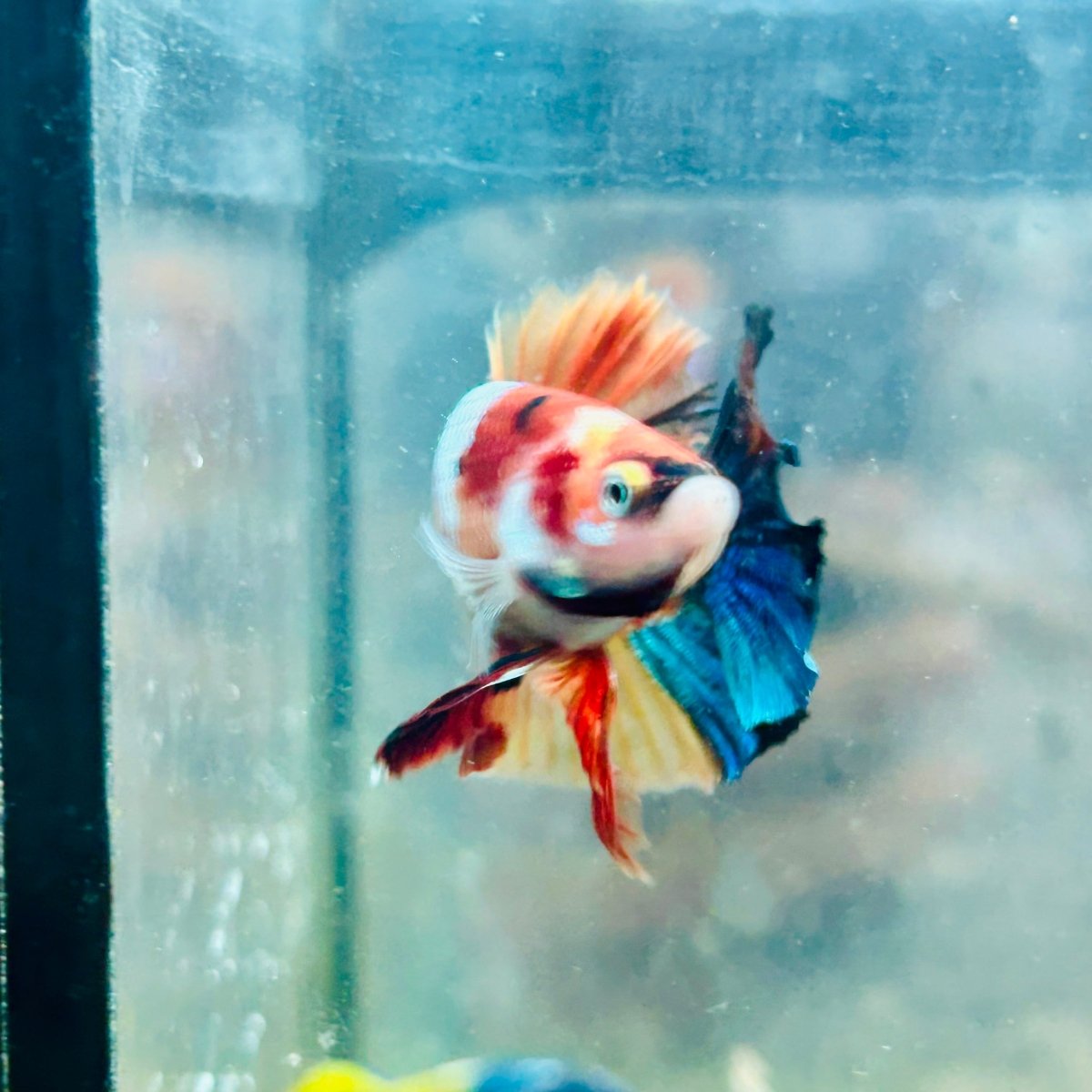 Póster de Betta macho Nemo Galaxy #Au44