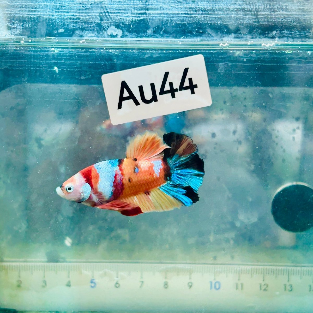 Póster de Betta macho Nemo Galaxy #Au44