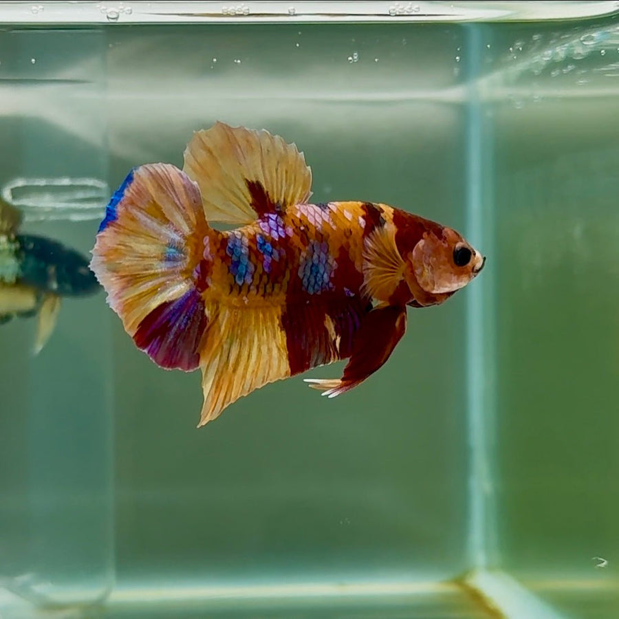 Plakat Nemo Galaxy Male Betta #Se08 Male betta