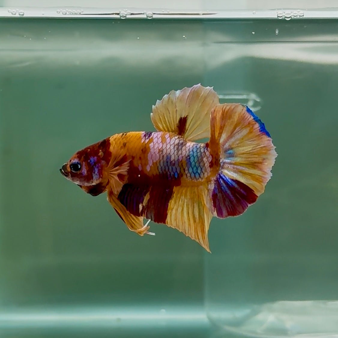 Plakat Nemo Galaxy Male Betta #Se08