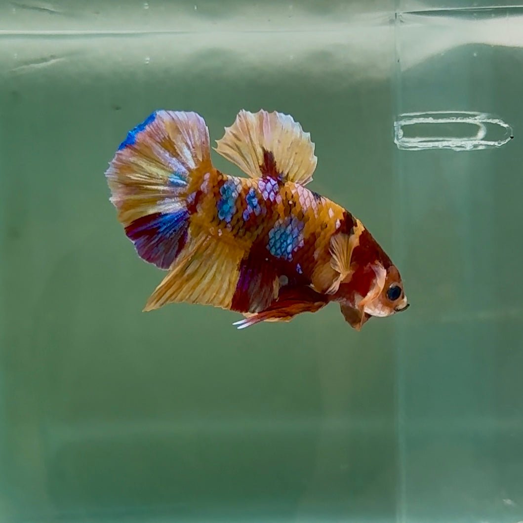 Plakat Nemo Galaxy Male Betta #Se08