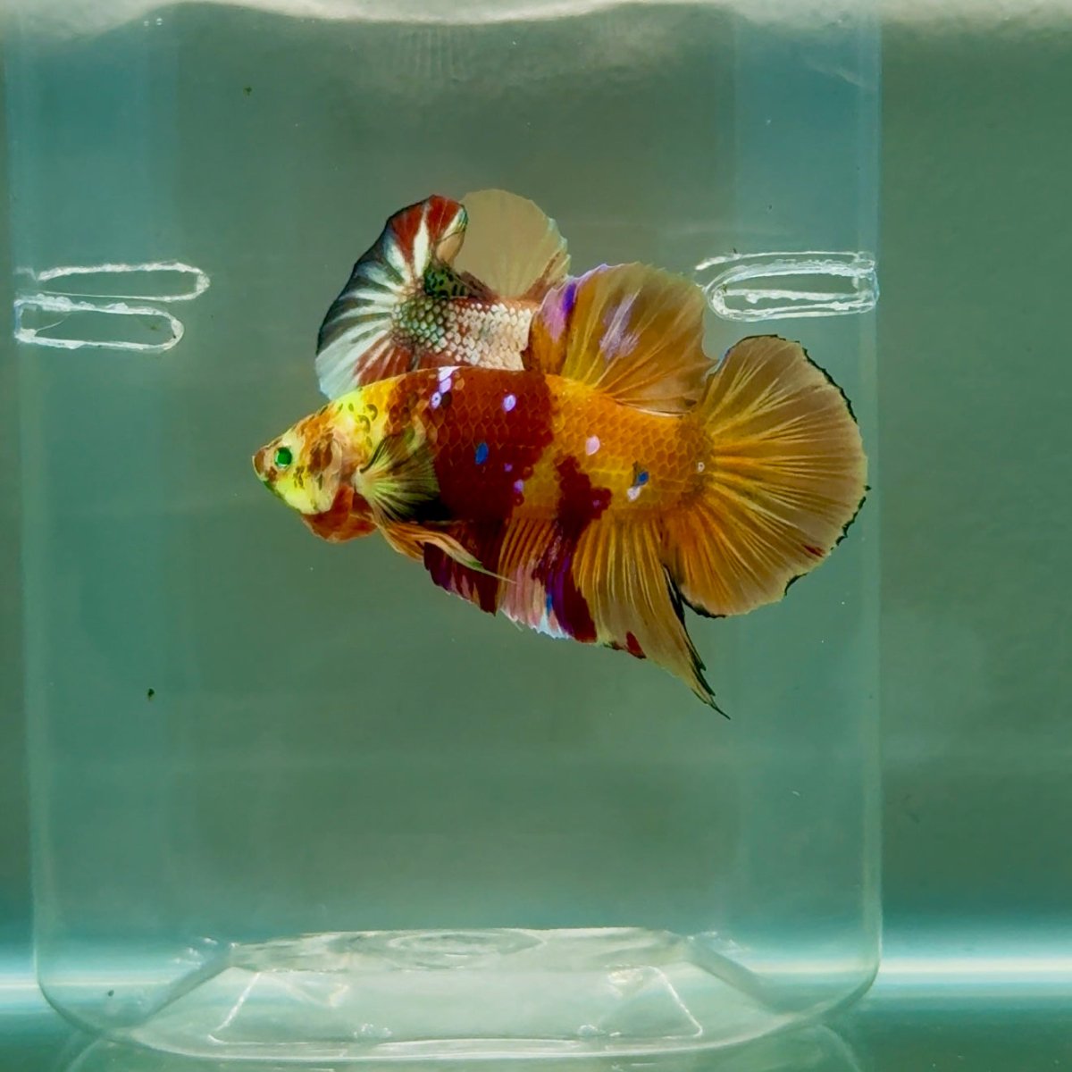 Plakat Nemo Green Eye Male Betta #Ju19