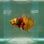 Plakat Nemo Green Eye Male Betta Ju19 Male betta