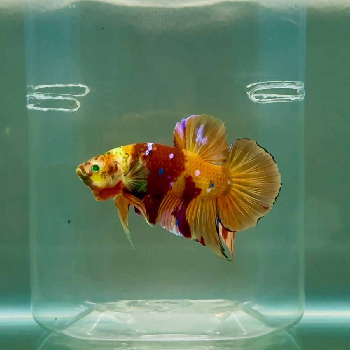 Plakat Nemo Green Eye Male Betta #Ju19