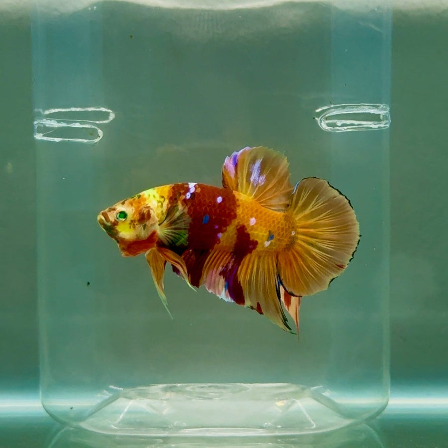 Plakat Nemo Green Eye Male Betta Ju19 Male betta