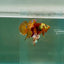 Plakat Nemo Green Eye Male Betta Ju19 Male betta