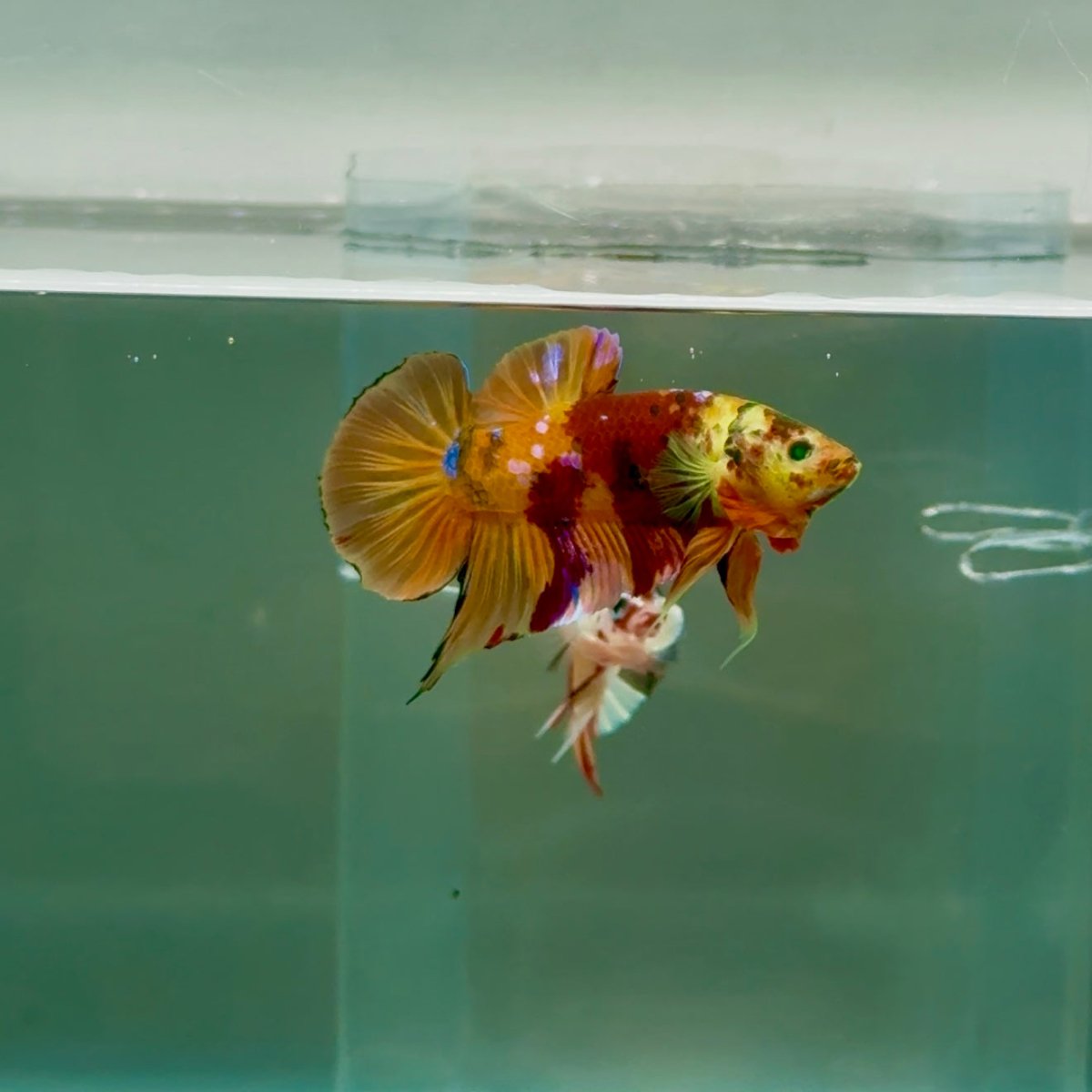 Plakat Nemo Green Eye Male Betta #Ju19
