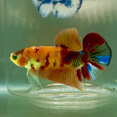 Plakat Nemo Green Eye Male Betta Jul17 Male betta