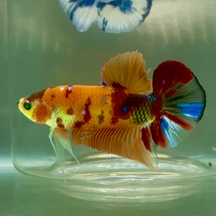 Plakat Nemo Green Eye Male Betta Jul17 Male betta