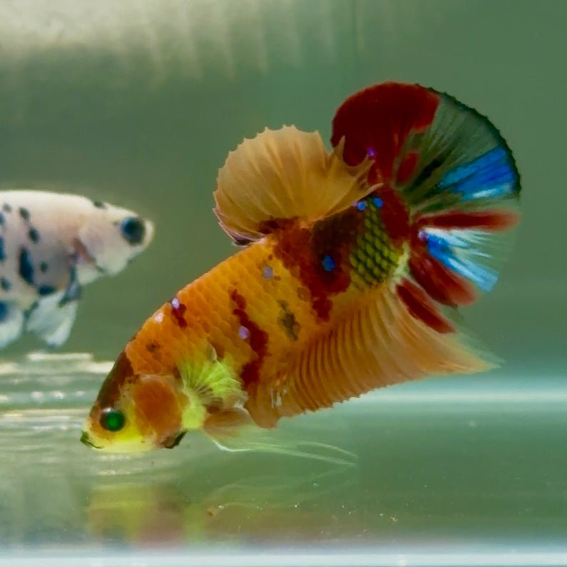 Plakat Nemo Green Eye Male Betta #Jul17