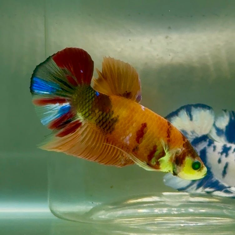 Plakat Nemo Green Eye Male Betta #Jul17