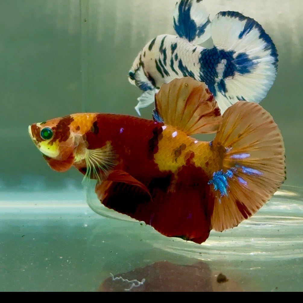 Plakat Nemo Green Eye Male Betta Jul18 Male betta