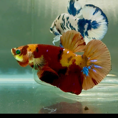 Plakat Nemo Green Eye Male Betta Jul18 Male betta