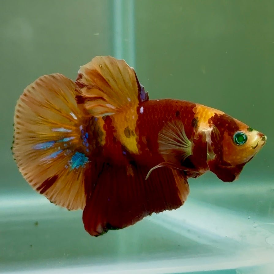 Plakat Nemo Green Eye Male Betta Jul18 Male betta