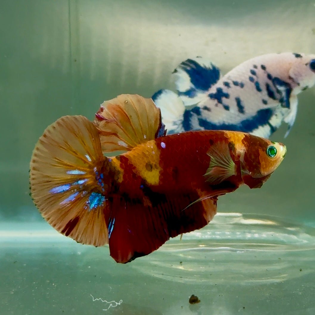 Plakat Nemo Green Eye Male Betta #Jul18