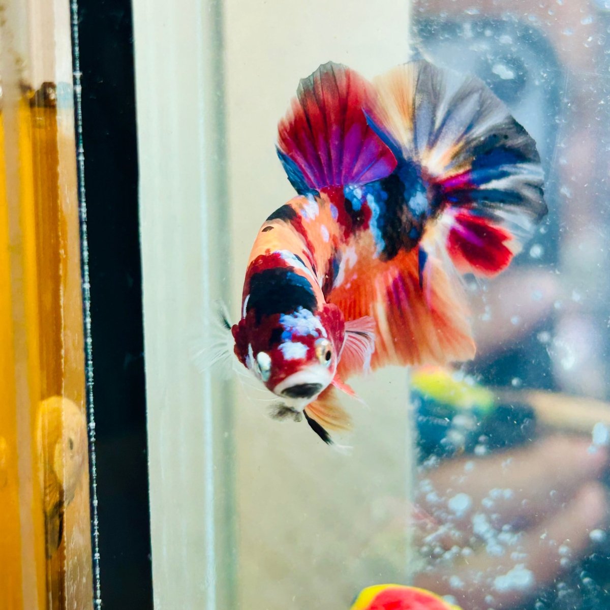 Plakat Nemo Koi Galaxy Male Betta #Au48