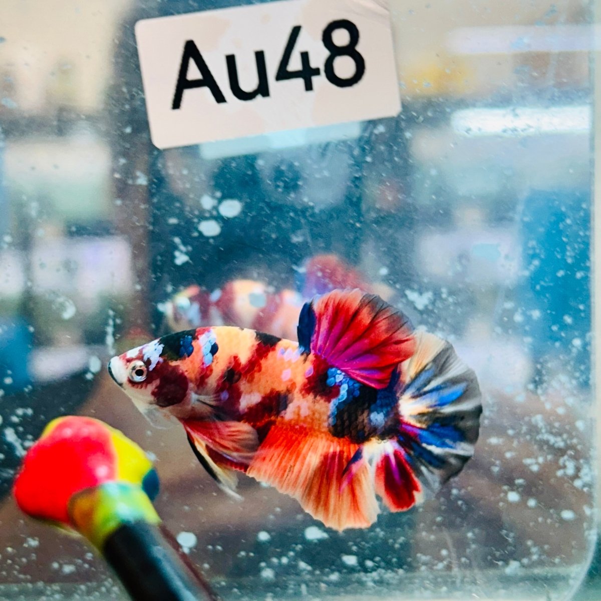 Plakat Nemo Koi Galaxy Male Betta #Au48