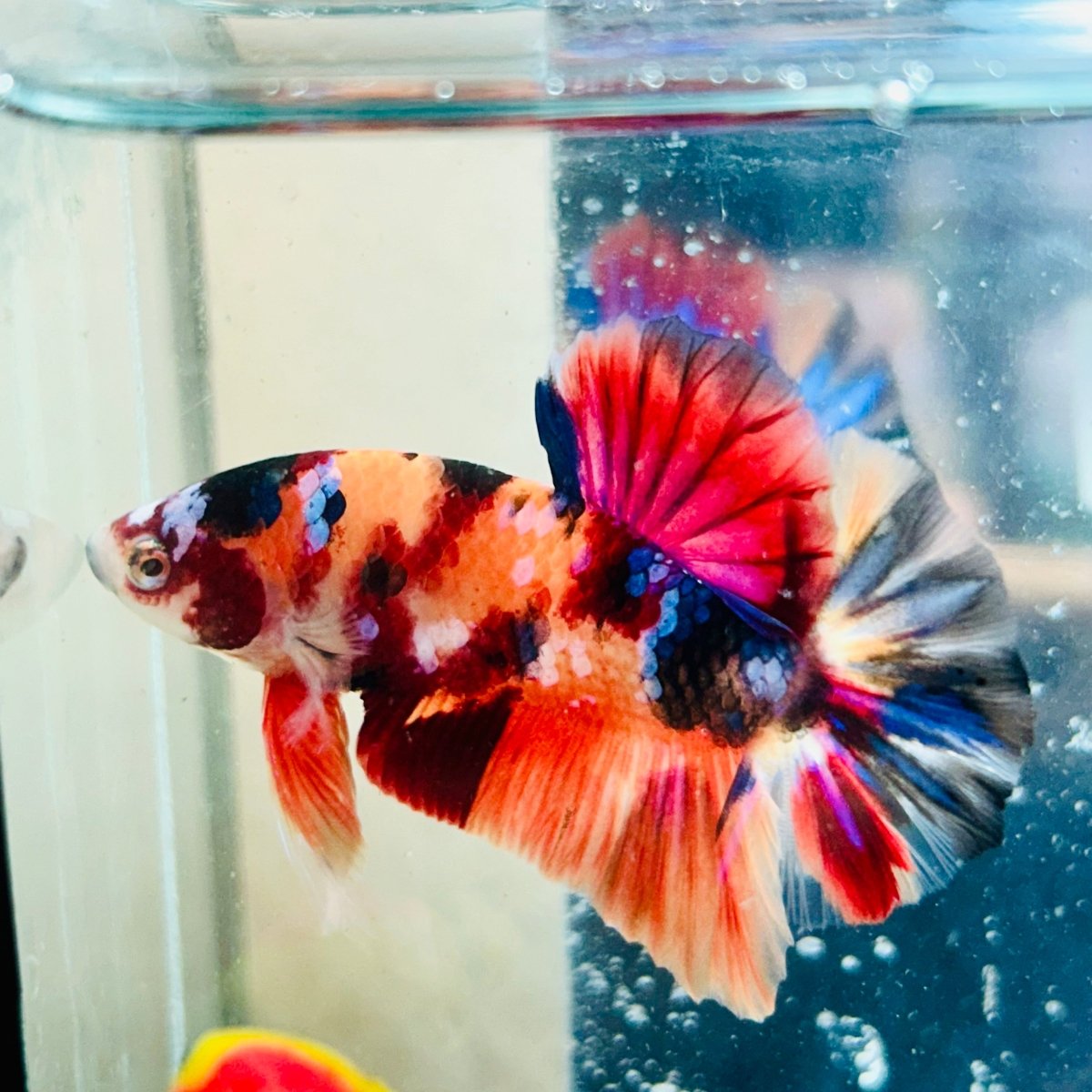 Plakat Nemo Koi Galaxy Male Betta #Au48