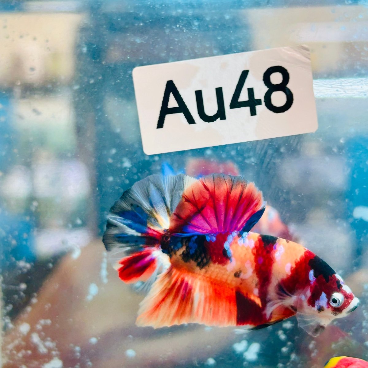 Plakat Nemo Koi Galaxy Male Betta #Au48