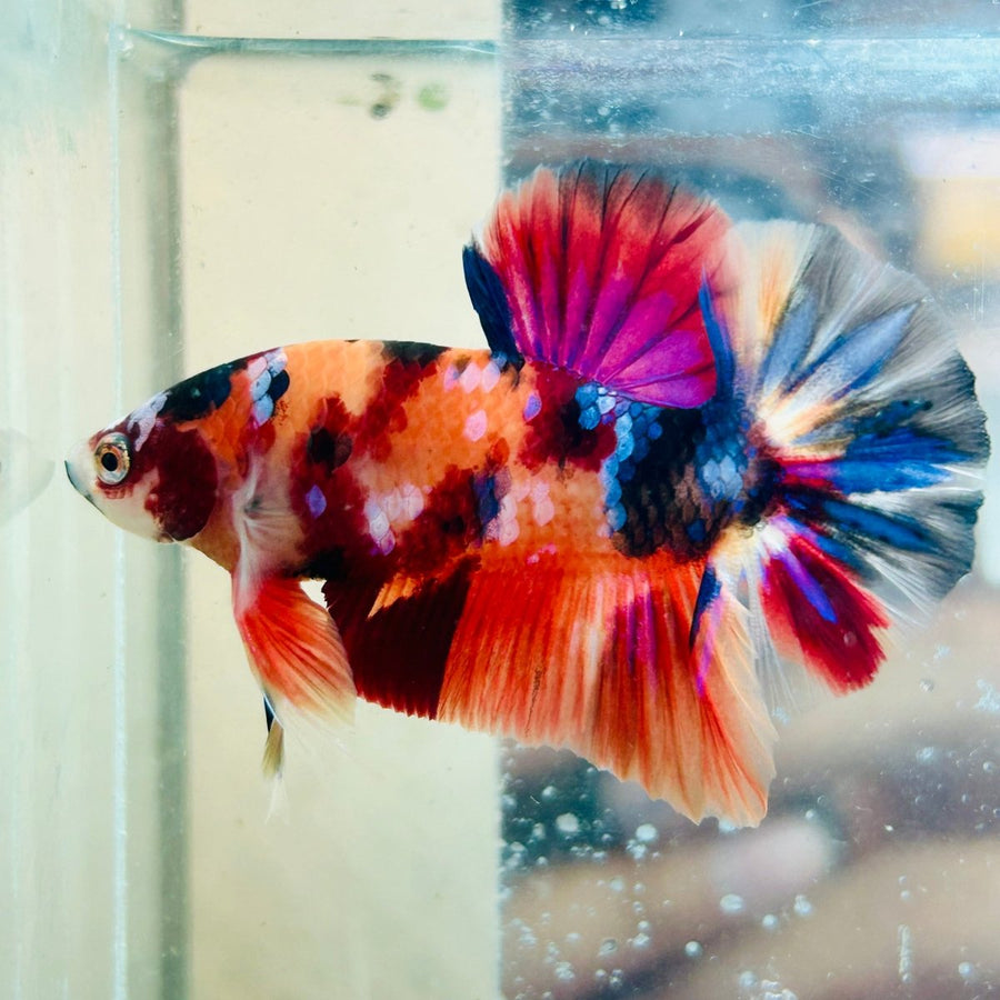 Plakat Nemo Koi Galaxy Male Betta Au48 Male betta