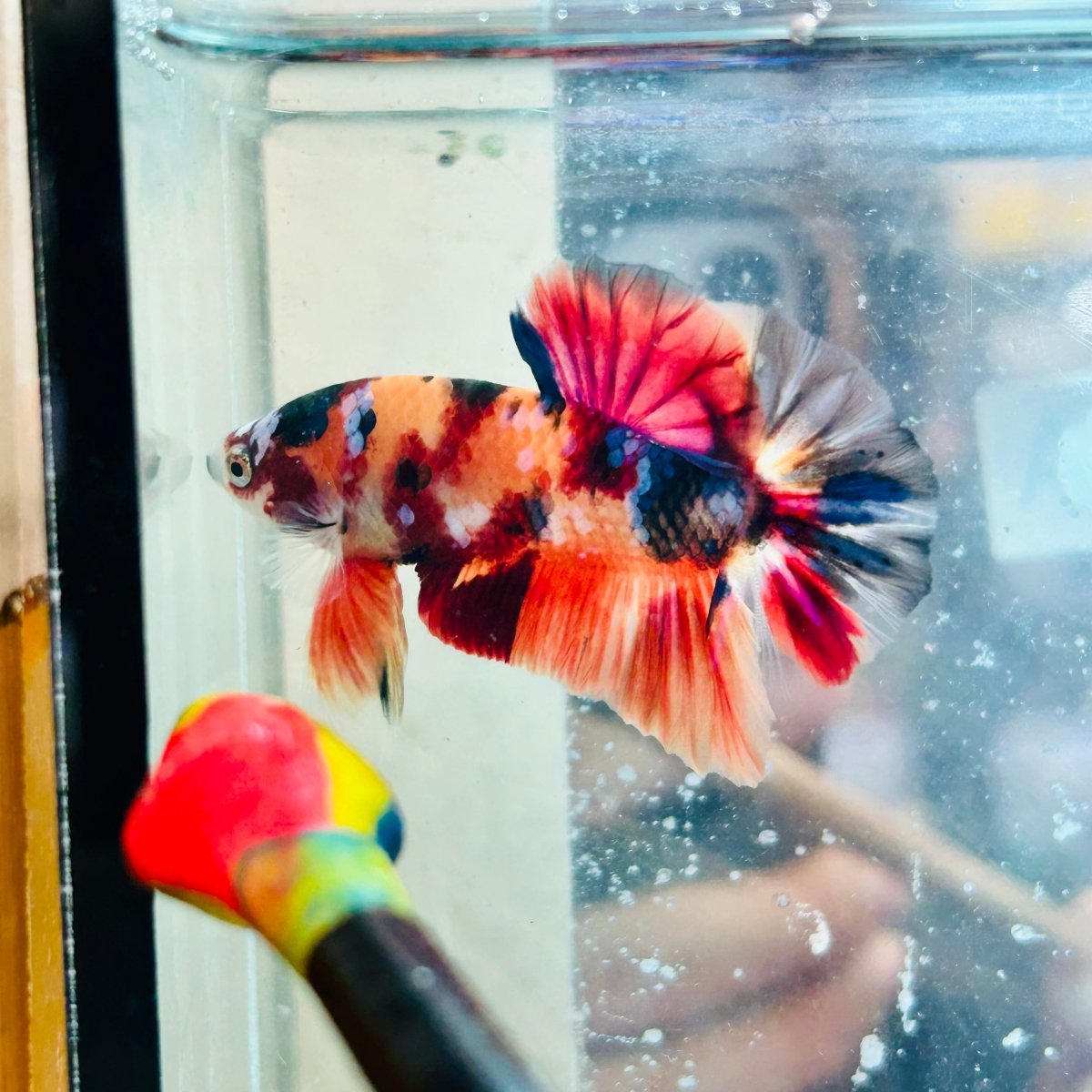 Plakat Nemo Koi Galaxy Male Betta #Au48